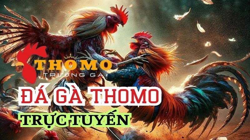 Đá Gà Khmer: Trực Tiếp, Hôm Nay, Thomo, C3, Campuchia 4 Da-ga-khmer-tham-gia