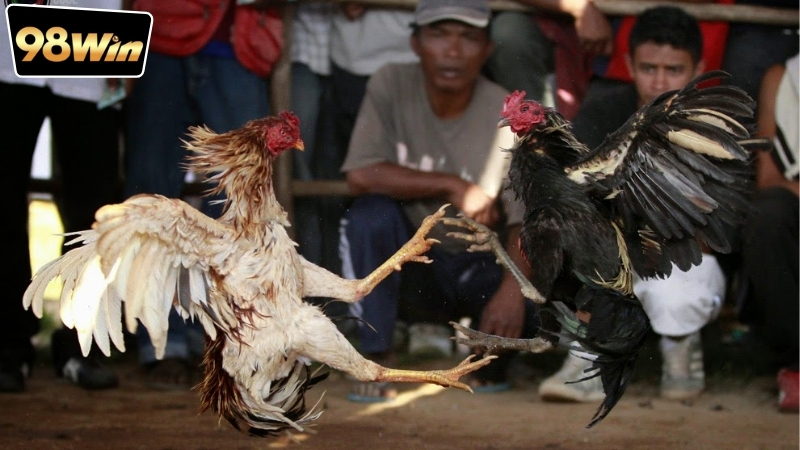 App Xem Đá Gà Miễn Phí - Cách Nhận Biết Và Tải Về Đúng Cách 4 app-xem-da-ga-mien-phi