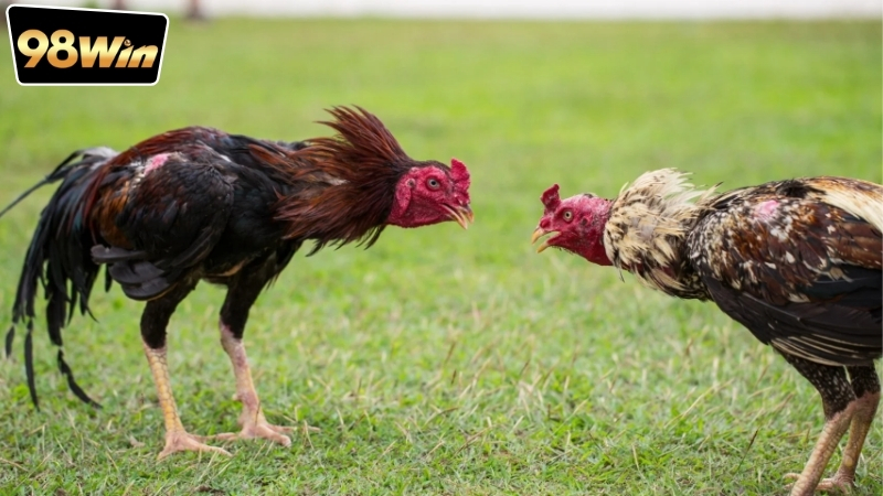 Cá độ đá gà online có hợp pháp không? - Nghiên cứu chuyên sâu. 4 ca-do-da-ga-online-co-hop-phap-khong