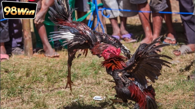 Chơi đá gà tại 98win có an toàn không - Giải đáp nhanh chóng 4 choi-da-ga-tai-98win-co-an-toan-khong