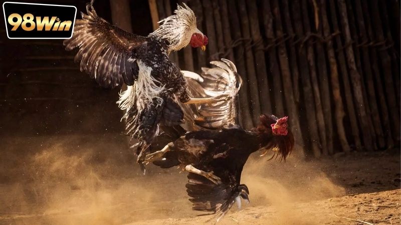 Cược đá gà Campuchia online - Xu hướng mới trong cá cược 4 cuoc-da-ga-campuchia-online