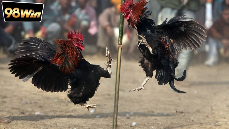 Đá gà rút tiền trong ngày - Sự thú vị và lợi ích không ngờ 4 da-ga-rut-tien-trong-ngay