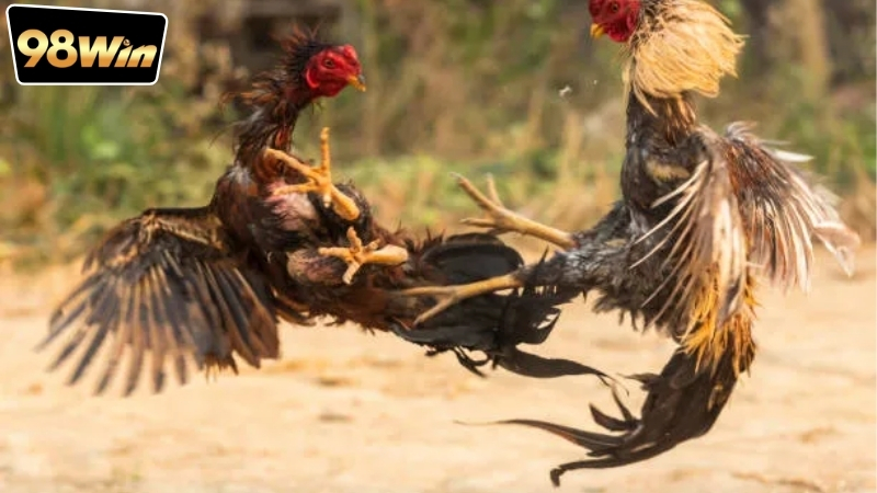 Đá Gà Trực Tiếp Hôm Nay Full HD - Thế Giới Đá Gà Sống Động 4 da-ga-truc-tiep-hom-nay-full-hd