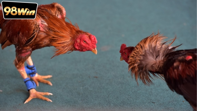 Mẹo bắt kèo đá gà chuẩn xác - Bí quyết chiến thắng 4 meo-bat-keo-da-ga-chuan-xac