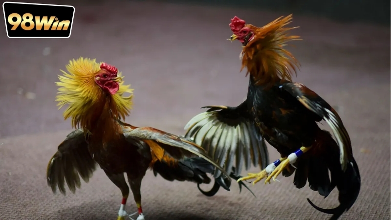 Xem đá gà Thomo live 98win - Trải nghiệm không thể bỏ lỡ 4 xem-da-ga-thomo-live-98win