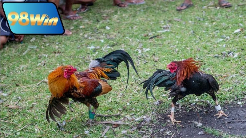 Bình luận đá gà 98Win - Phân tích chi tiết từng trận đấu 4 binh-luan-da-ga-98win